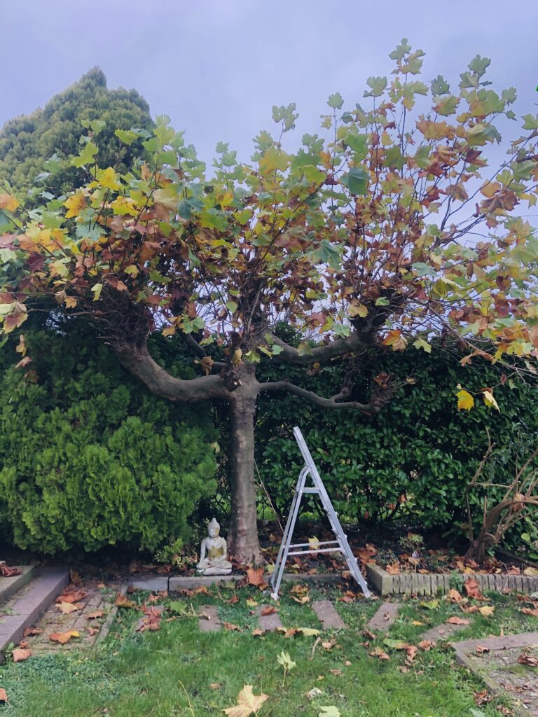 Tuinonderhoud SEIBO bouw en onderhoud, plataan snoeien, kettingzaag