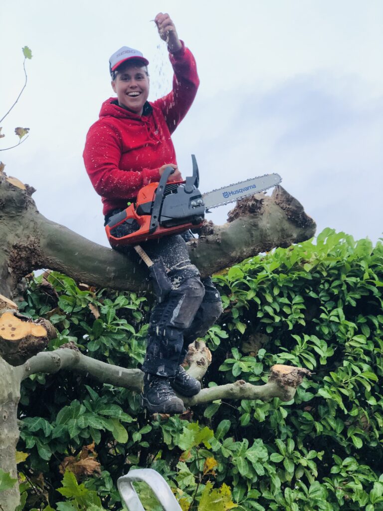 Tuinonderhoud SEIBO bouw en onderhoud, plataan snoeien, kettingzaag