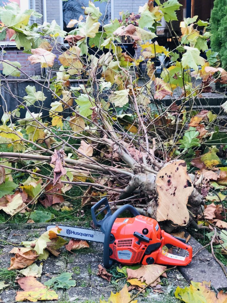 Tuinonderhoud SEIBO bouw en onderhoud, plataan snoeien, kettingzaag