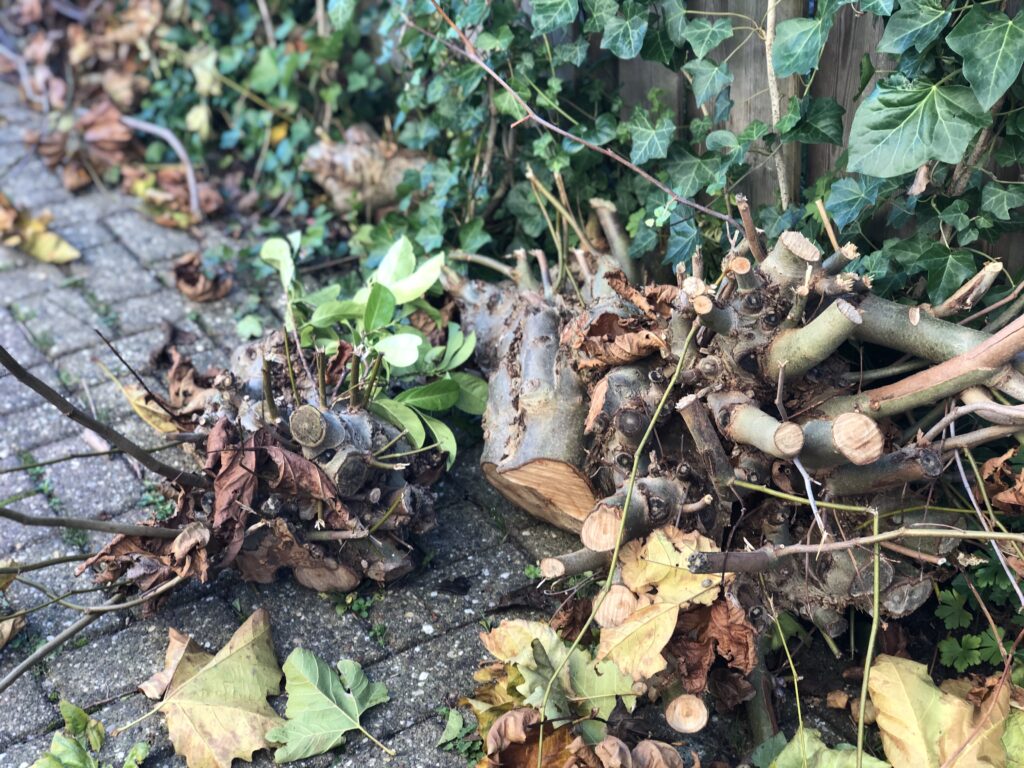 Tuinonderhoud SEIBO bouw en onderhoud, plataan snoeien, kettingzaag